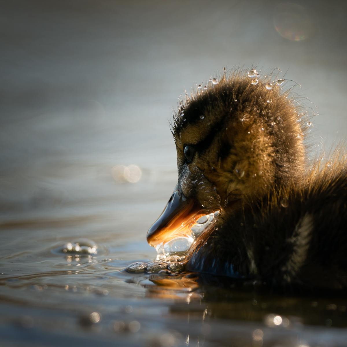 #16 Quatre bonnes raisons de zapper le foie gras pendant les&nbsp;fêtes